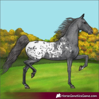 Horse Color:Black Appaloosa