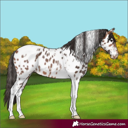 Horse Color:Bay Tobiano Appaloosa 
