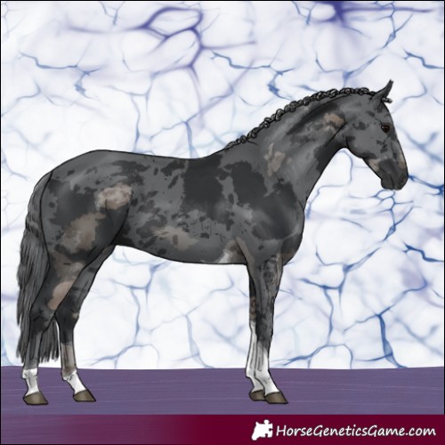 Horse Color:Black Merle Tobiano