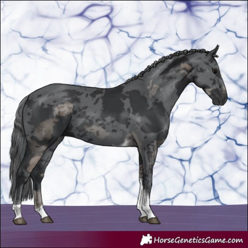 Horse Color:Black Merle Tobiano