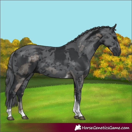 Horse Color:Black Merle Tobiano 