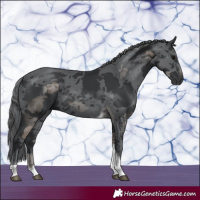 Horse Color:Black Merle Tobiano