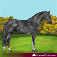 Horse Color:Black Merle Tobiano