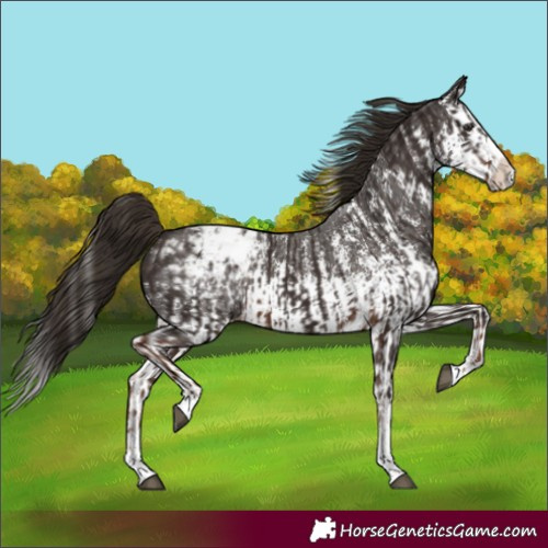 Horse Color:Liver Chestnut Sabino Splash Appaloosa and Liver Chestnut Sabino Splash Appaloosa