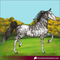 Horse Color:Liver Chestnut Sabino Splash Appaloosa  and Liver Chestnut Sabino Splash Appaloosa 