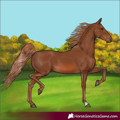 Horse Color:Chestnut 