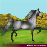 Horse Color:Gray Black 