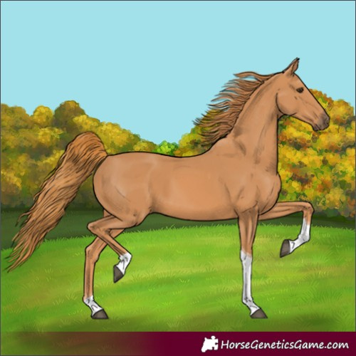 Horse Color:Chestnut Tobiano 