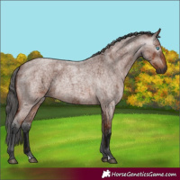 Horse Color:Gray Bay Roan Merle 