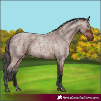 Horse Color:Gray Bay Roan Merle 
