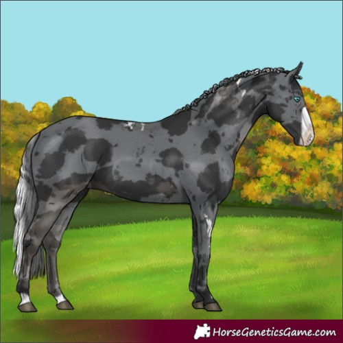 Horse Color:Black Merle Frame