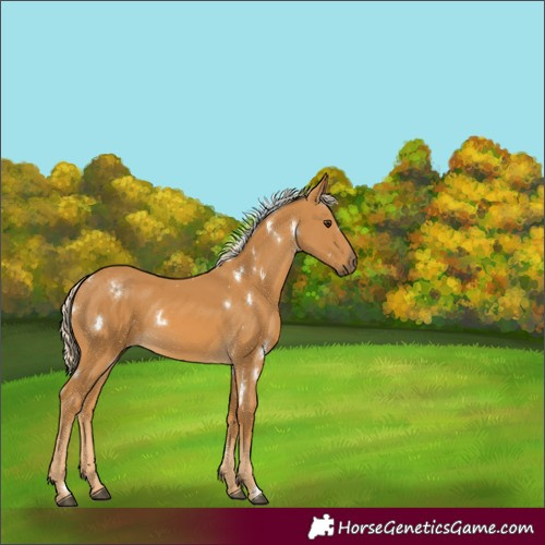 Horse Color:White Spotted Palomino 