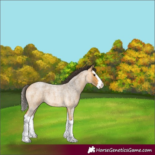 Horse Color:Buckskin Roan Splash 