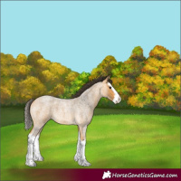 Horse Color:Buckskin Roan Splash