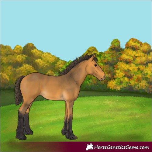Horse Color:Buckskin 