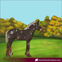 Horse Color:White Spotted Liver Chestnut 