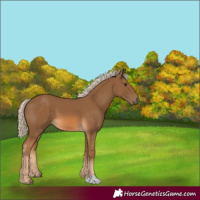 Horse Color:Chocolate Palomino 