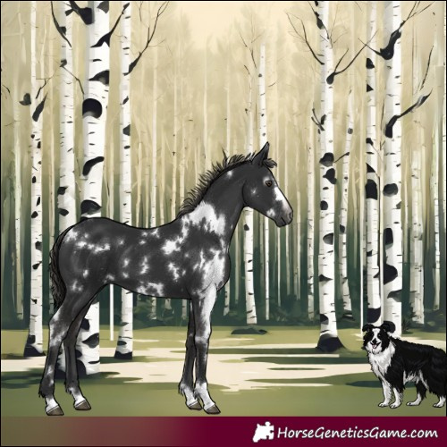 Horse Color:Gray White Spotted Liver Chestnut