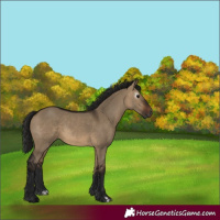 Horse Color:Gray Bay Dun