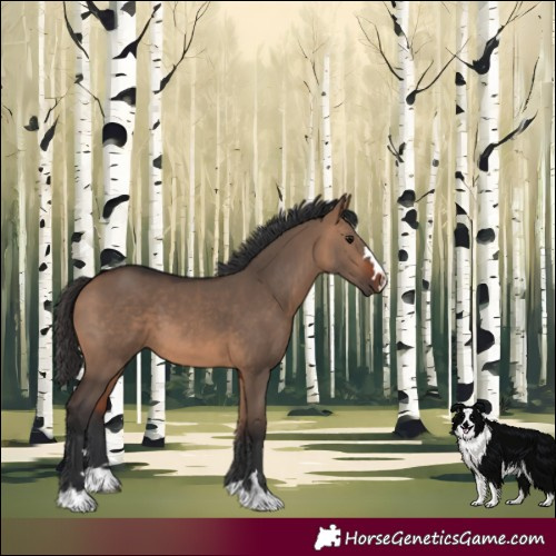 Horse Color:Bay Dun 