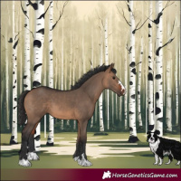 Horse Color:Bay Dun 