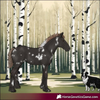 Horse Color:White Spotted Liver Chestnut 