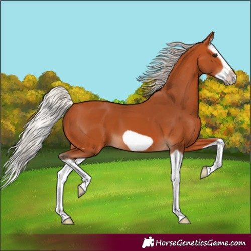 Horse Color:Silver Bay Splash Frame 