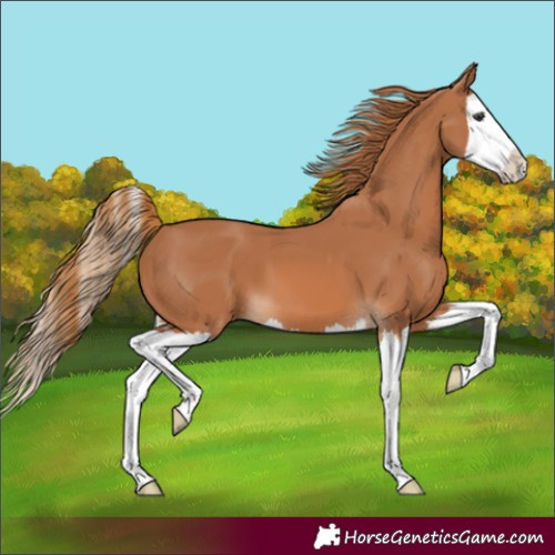 Horse Color:Chestnut Splash 