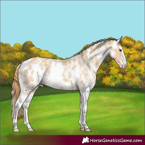 Horse Color:Red Dun Sabino 