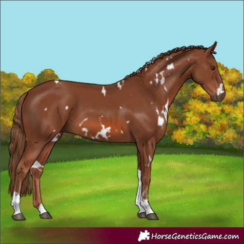 Horse Color:White Spotted Chestnut Tobiano 