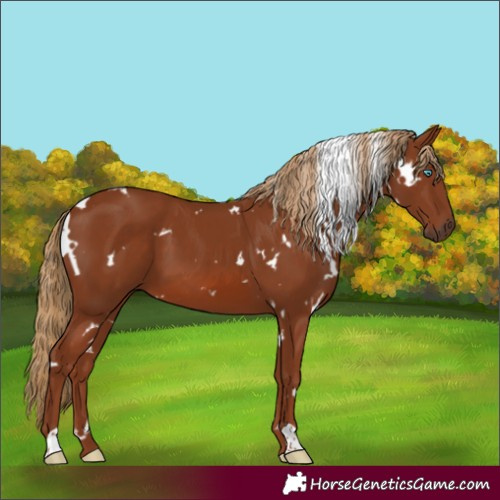 Horse Color:White Spotted Chestnut 