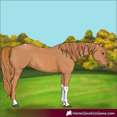 Horse Color:Chestnut Tobiano 