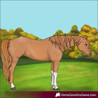 Horse Color:Chestnut Tobiano 