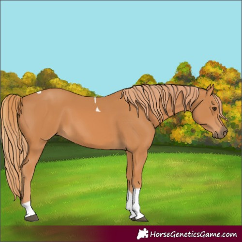 Horse Color:Chestnut Tobiano 
