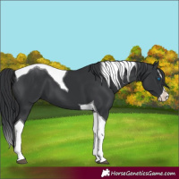Horse Color:Black Splash Tobiano 