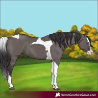 Horse Color:Smoky Grullo Splash Tobiano 