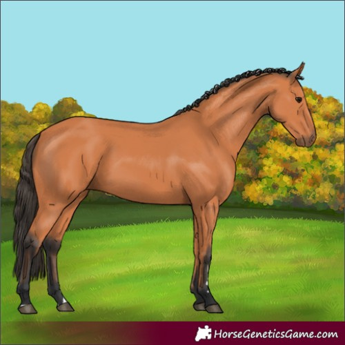 Horse Color:Bay 