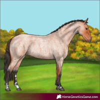 Horse Color:Bay Roan