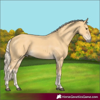 Horse Color:Palomino 