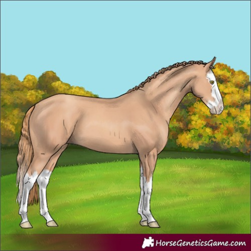 Horse Color:Gold Champagne Splash 