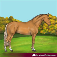 Horse Color:Palomino 