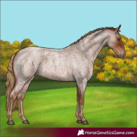 Horse Color:Red Roan 