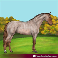 Horse Color:Red Roan