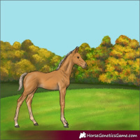 Horse Color:Palomino 