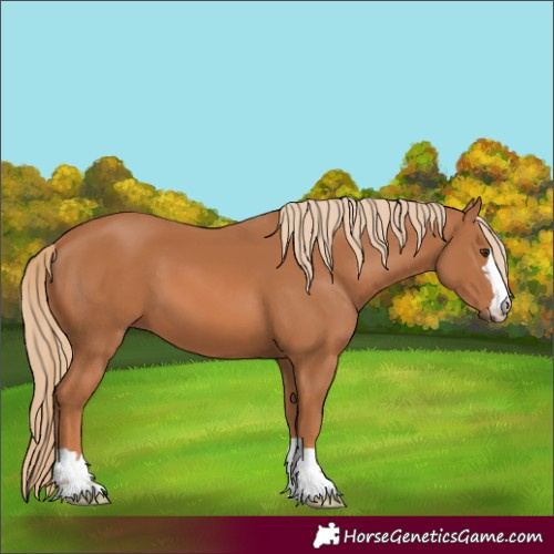 Horse Color:Chestnut 
