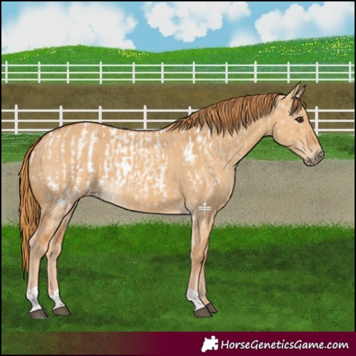 Horse Color:Red Dun Appaloosa  and Red Dun 