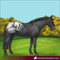 Horse Color:Black Appaloosa  and Black Appaloosa 