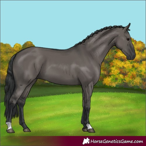 Horse Color:Grullo 