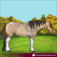Horse Color:Buckskin Roan Tobiano 