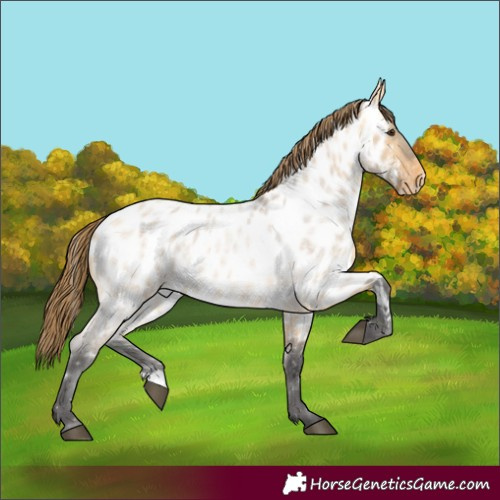 Horse Color:Buckskin Roan Dun Near Leopard 